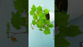 How to grow grapes from seeds shorts youtubeshorts trending viral explore plants grape