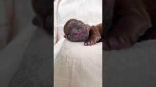 Thiago the chocolate Shih Tzu puppy as newborn #shihtzu #blessedshihtzu