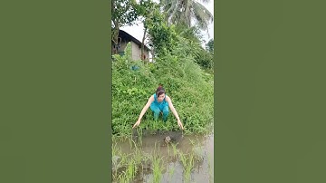 Đặt lợp cá lóc đồng mùa nước nổi dính toàn hàng khủng #automobile #funny #farming