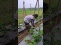 the right smart way to give organic fertilizer to plants #shorts