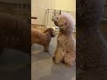 オヤツの気配を素早く察知！おやつセンサー搭載のトイプードル #dog #toypoodle