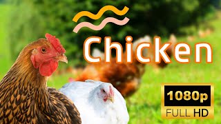 Chicken Compilation - USA National Fried Chicken Day 06 July Special | Everyday Special | EyesCool by EyesCool No views 1 year ago 7 minutes, 36 seconds