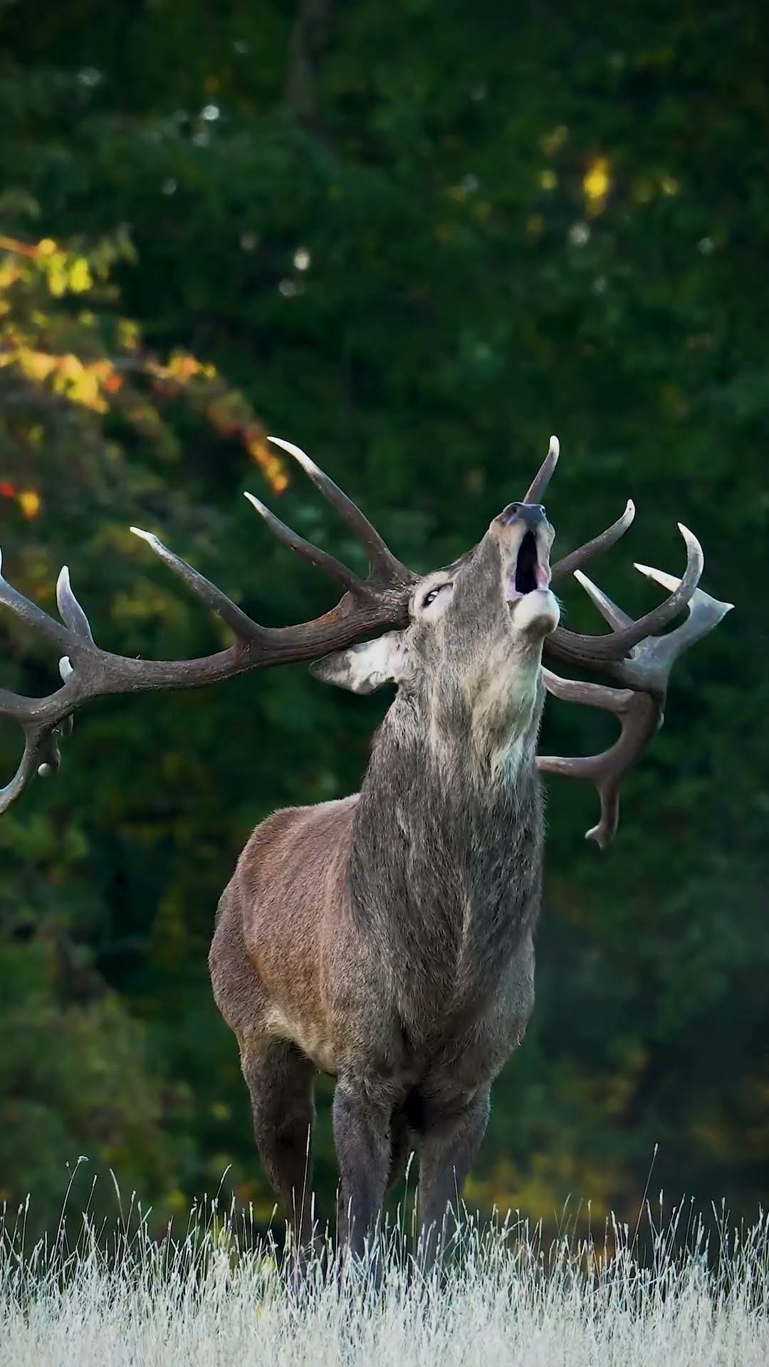 This 'roar' can be heard up to two miles away! ﻿? #RedDeer #Antlers #Shorts