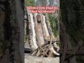 Daredevil Falls (Hopkins Rides) at Dollywood #dollywood #themepark