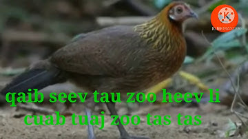 Qaib seev tau zoo heev.cuab tuaj zoo heev li