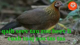 Qaib seev tau zoo heev.cuab tuaj zoo heev li