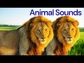 Animal Sounds for Toddlers 🐶🐮 |  Learn 17 Wild Animals with Real Photos | Fun Educational Video