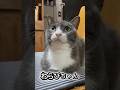 うちの猫たちを紹介します#保護猫#野良猫#cat