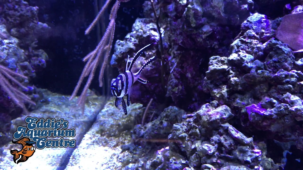 Eddie's Aquarium Cohoes, NY YouTube