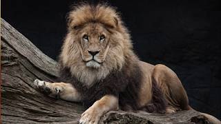 Imagenes de leones