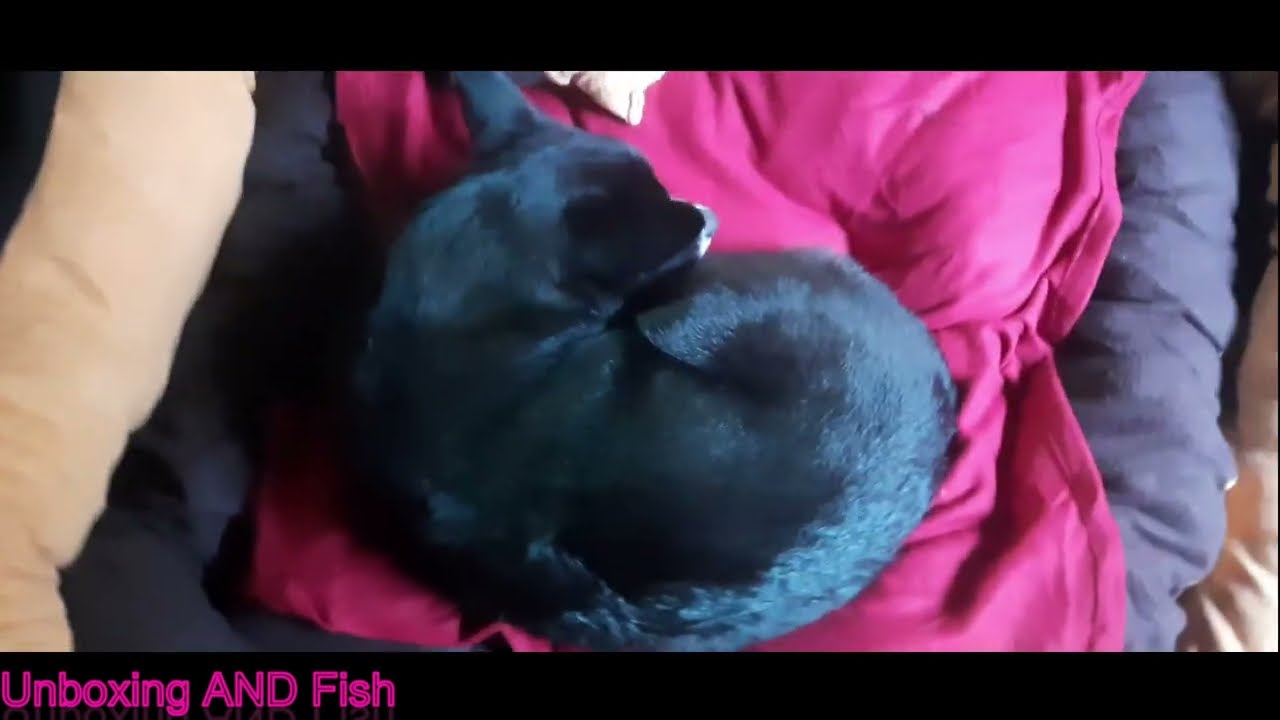 Dog Bed Unboxing For My Dog !2024 