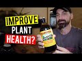 Molasses for plants how to feed  when