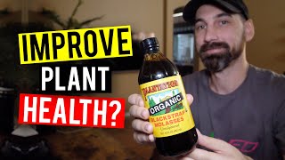Molasses For Plants! How To Feed & When...