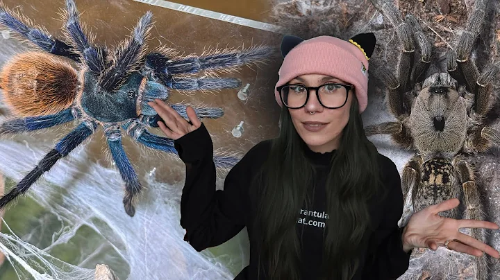 ATTENTION NEW TARANTULA KEEPERS! Do's, DON'Ts & 7 EASY Steps to getting YOUR FIRST SPIDER!