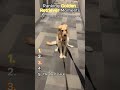 Ranking the FUNNIEST Golden Retriever Moments 🐶😂 #viral #shorts #ranking #pets #goldenretrievers