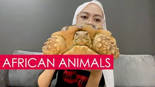 AFRICAN ANIMALS IN MALAYSIA  🐍🐢🦎