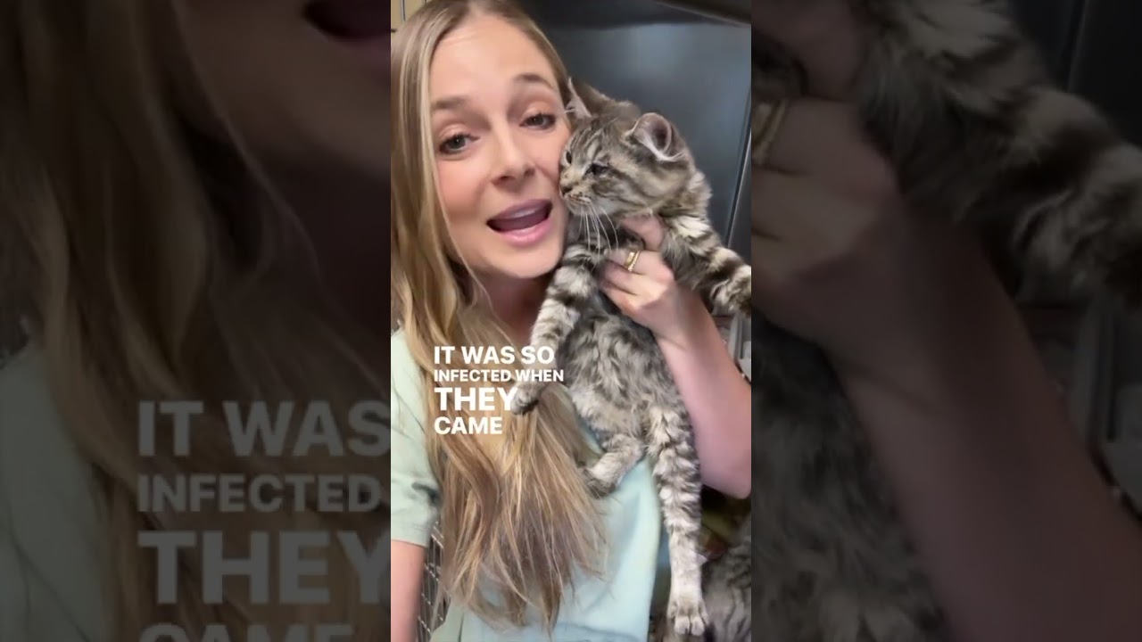 Amazing rescue and recovery case!!🚨 Two tabby kittens were found and they have made a full recovery!