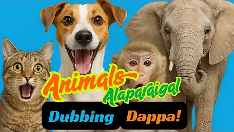 Video 11676031: cat funny pets dog, collection