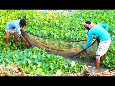 Net Fishing - Traditional Cast Net Fishing in Village Field - Fishing with a Cast Net