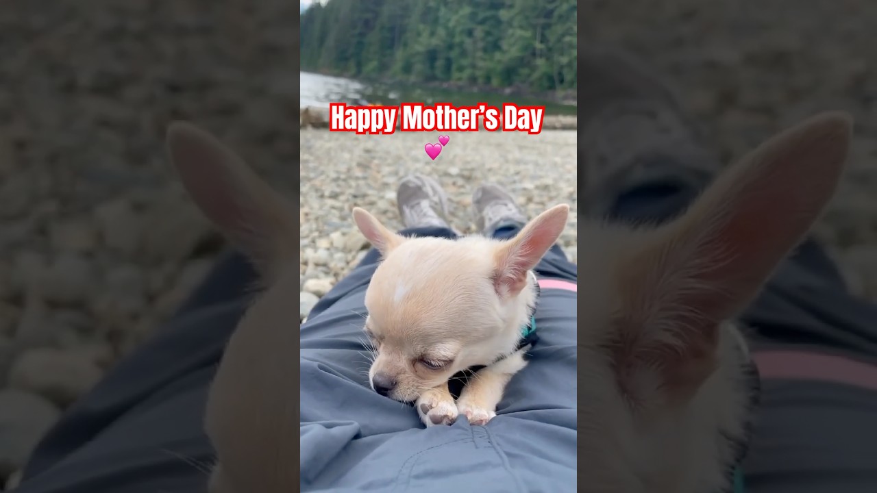 Happy Mother’s Day to all moms out there in the world. #thankyoumom #bestmom #dogmom