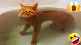 FUNNY Animals Videos 2024 TRY not to laugh 😂😂 FUNNY Video With CAtS And DOGS_😹😹 part 63