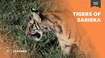 Tigers of Sariska