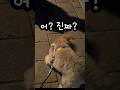 시루야 너 남대문 열렸어🫣   #shorts #dogshorts #재미있는개 #funnydog #귀여운강아지 #cute #인사잘한다 #도시락반찬