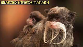 Bearded Emperor Tamarin
