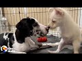 Two-Legged Puppy Was So Lonely Until She Met The Perfect Match | The Dodo Little But Fierce