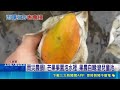 芒果園全泡水 果農曝損失逾10萬自嘲:變兒童池 猴害! 猴闖獅子鄉芒果園 果農怒:咬一口就丟｜記者 朱俊傑 何正鳳｜三立新聞LIVE