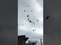 Николаевские голуби Ростовской области