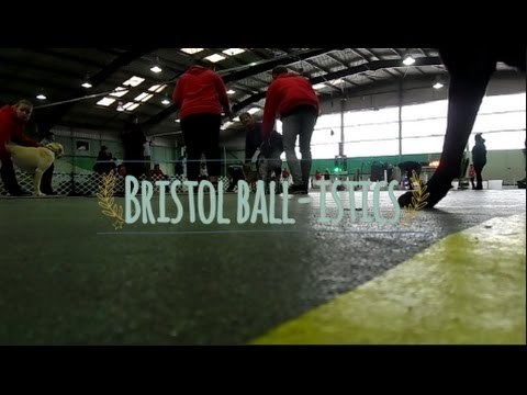 Bristol Ball-istics Flyball ? Ryton; Sports Connexion - 20/05/2017