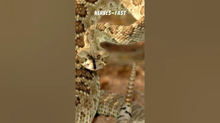 Mojave Rattlesnake Overview! Most Venomous Rattlesnake?