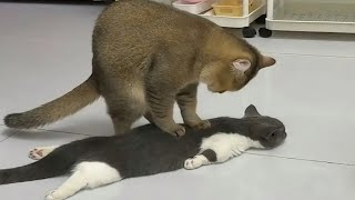 ⁣😂 New Funniest Cats & Dogs Clips 2025 | Try Not To Laugh Challenge 🐶😼