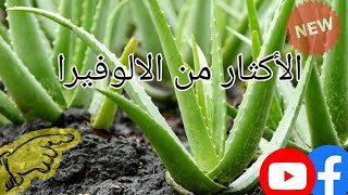 الالوفيرا طريقة الاكثار هذه النبات الجميل