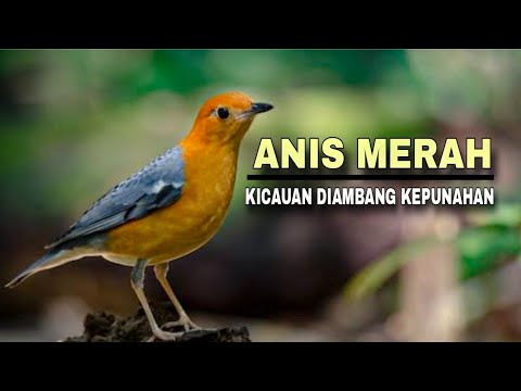 Mengenal Anis Merah: Nyanyian Terakhir dari Hutan yang Terlupakan