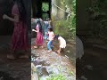 #minivlog #🙋வாய்க்கால் தண்ணில குளியல்மறக்க முடியாத நினைவுகள் இதுபோல் எப்ப கிடைக்கும் YouTube former