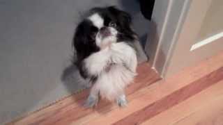 Bonzai The Japanese Chin Dog: 'Chin Spinning' for Dinner