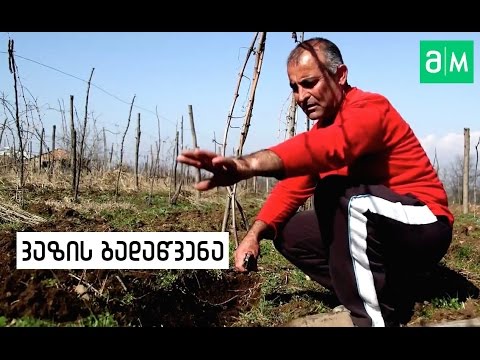 ვაზის გადაწვენა