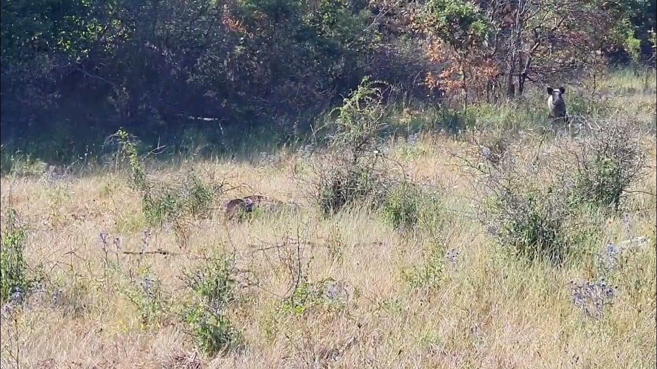 Wild Boar came to a Roe Deer call 1 YouTube