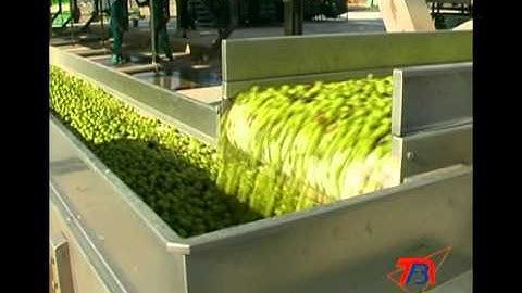 afsatec olive sorting line.mpg