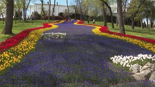 Millions of tulips bloom across Istanbul marking the arrival of spring
