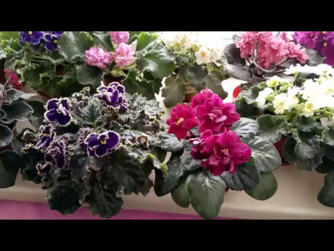Video: Cesarski Lešnik: Zakaj čeden Moški Ne Cveti?
