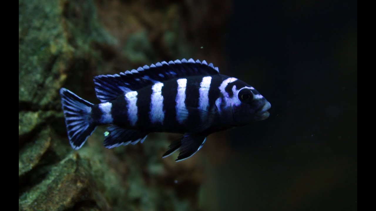 Pambox Rocks Species spotlight: Breeding Chindongo demasoni 'Pombo Rocks' - YouTube