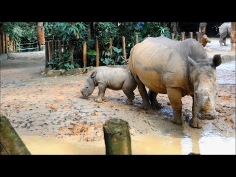 Baby white rhino meets public at Singapore Zoo