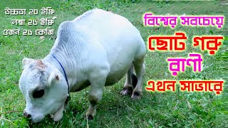 বশবর সবচয ছট গর রন এখন সভর Small Cow Rani Bangladesh Banglar Rup