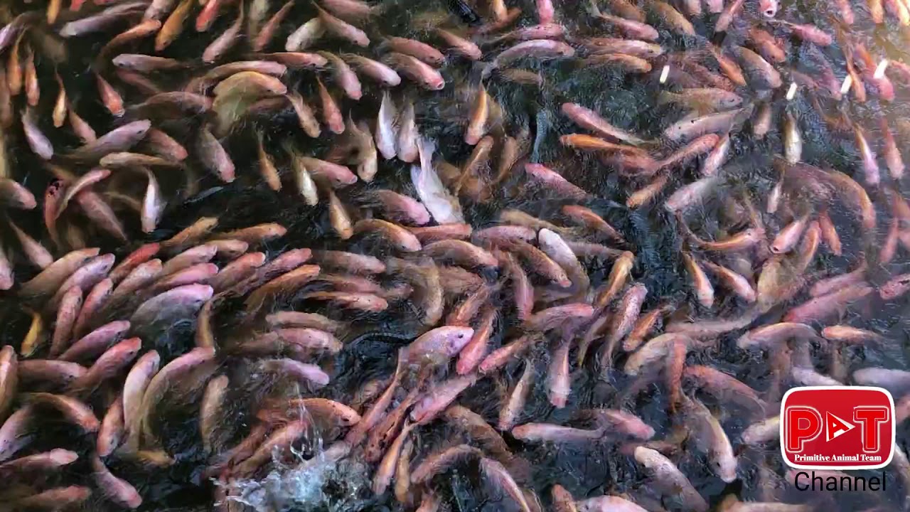 Primitive The Rad Fish In Stoeng Kev|Primitive Animals Team