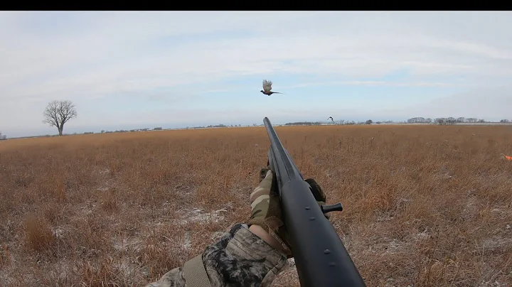 Iowa Pheasant Hunting In Fresh Snow