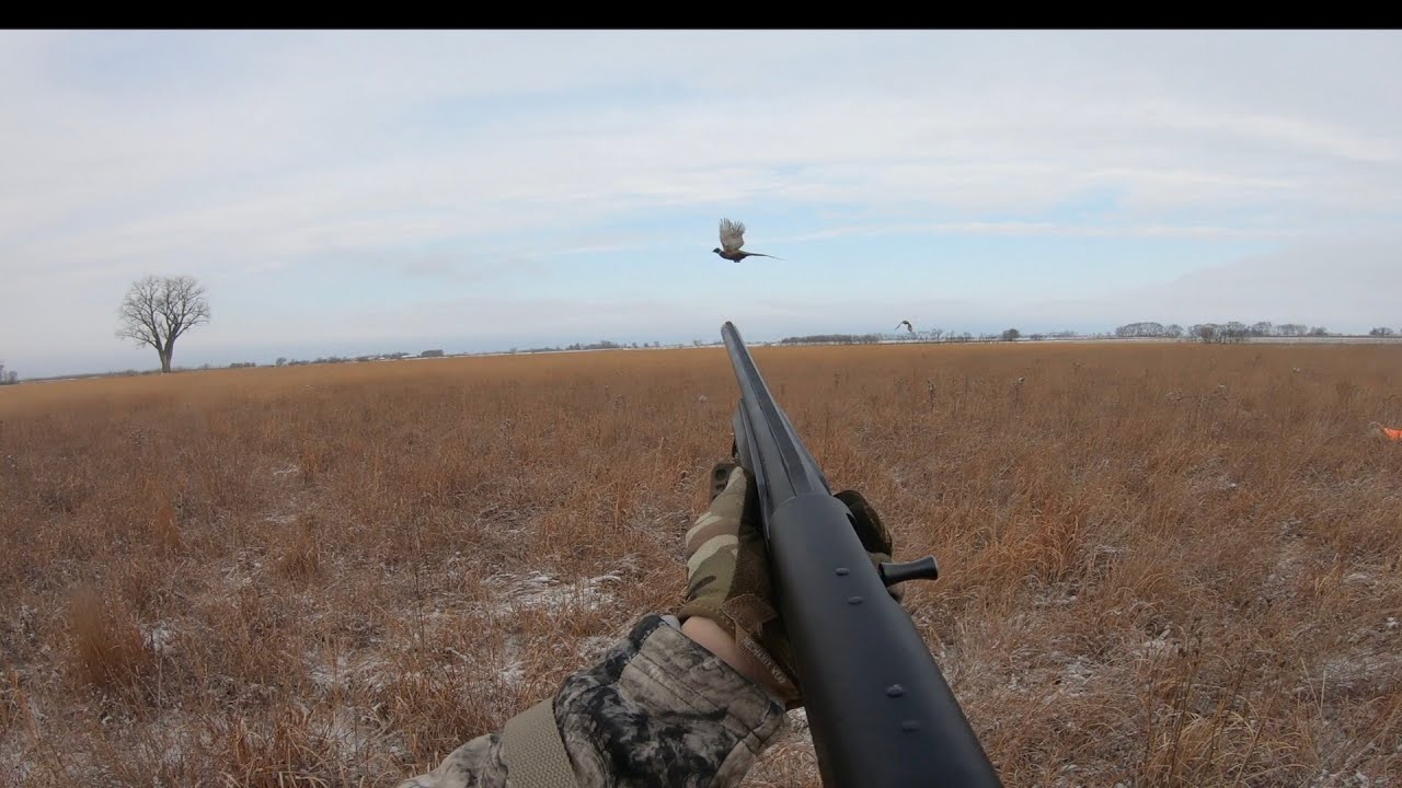 iowa-pheasant-hunting-in-fresh-snow-youtube
