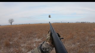 Iowa Pheasant Hunting In Fresh Snow